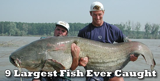 largest dolphin fish ever caught