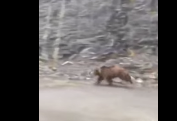 Total Pro Sports Grizzly Bear Tries to Outrun Car, Comes Pretty Close