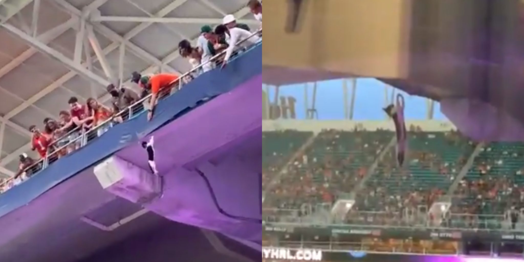 Poor Cat Hangs On For Dear Life At Hard Rock Stadium As It Falls To The 