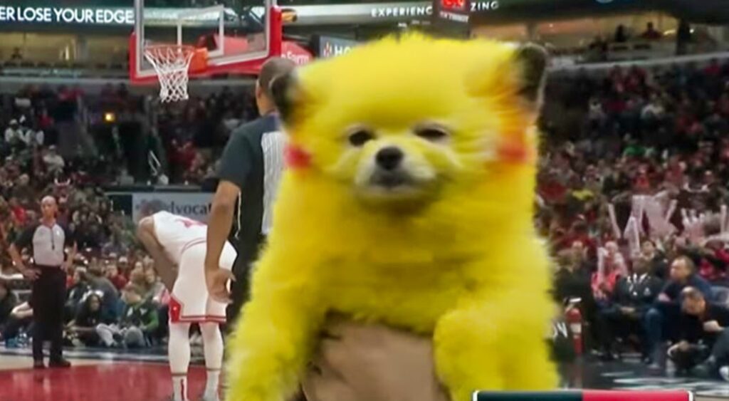 dog dyed yellow at nba game