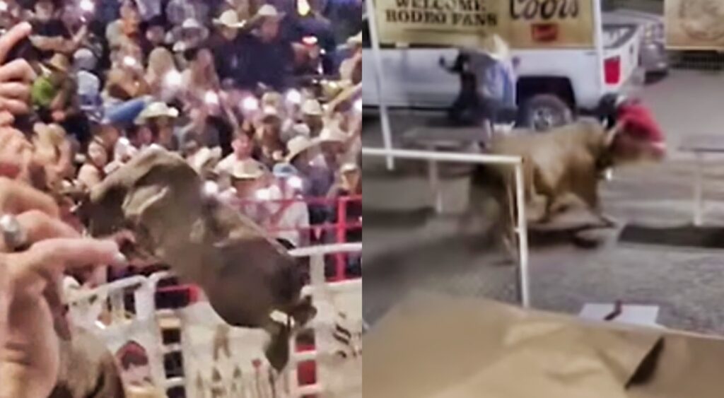 Bull jumping fence and bull hitting a woman