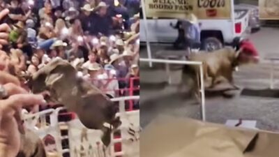 Bull jumping fence and bull hitting a woman