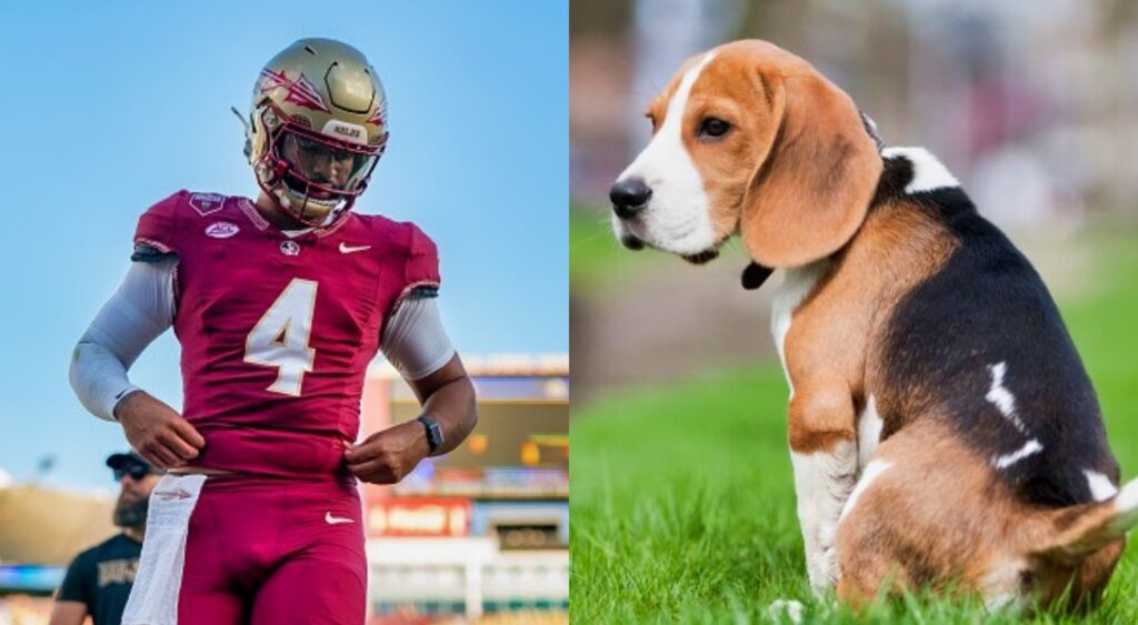 Florida State QB DJ Uiagalelei and a dog pooping