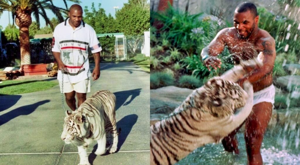 Why Was Mike Tyson Forced To Sell His Tiger?