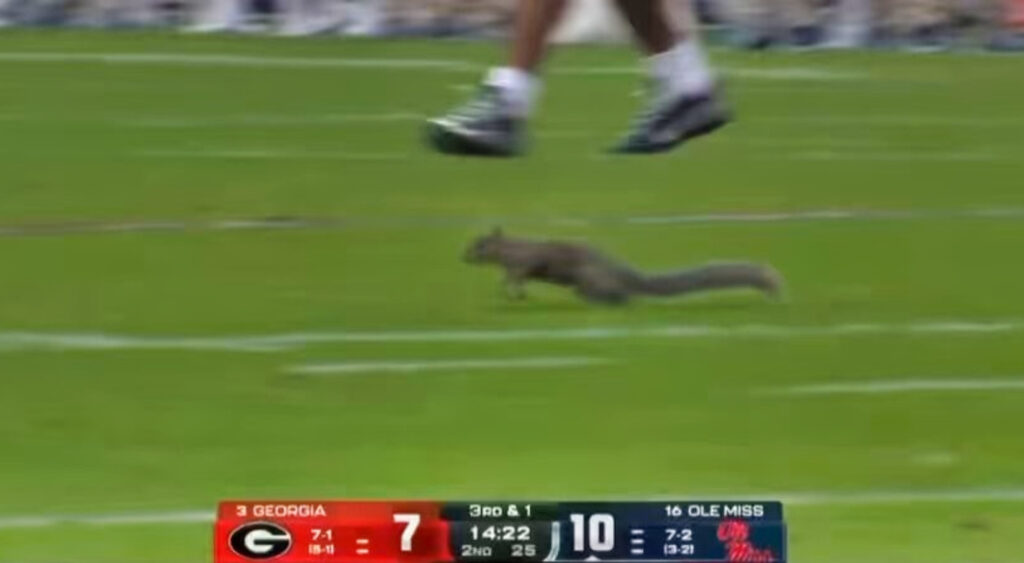 Squirrel at Georgia-Ole Miss game